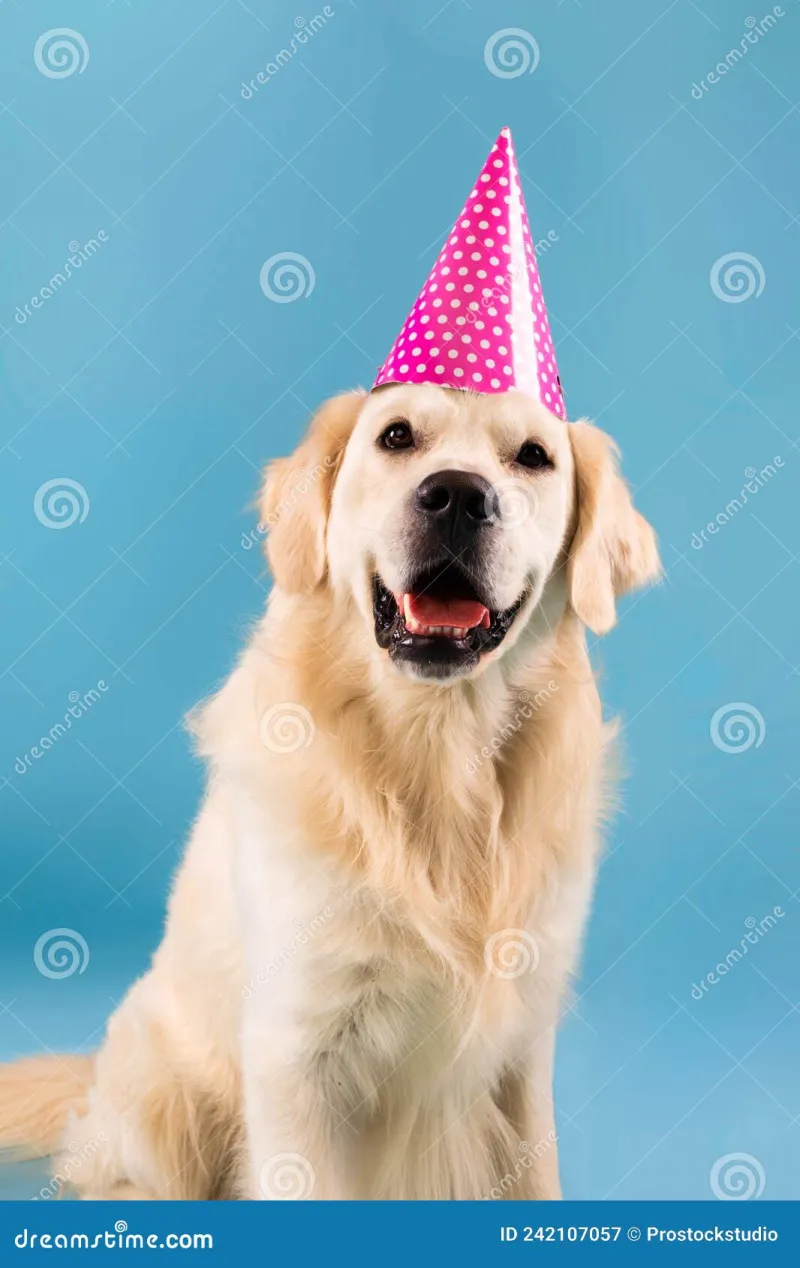 Fur, Fluff, and Pixel Dust: The Case for Giving Your Dog the Sparkle Treatment First